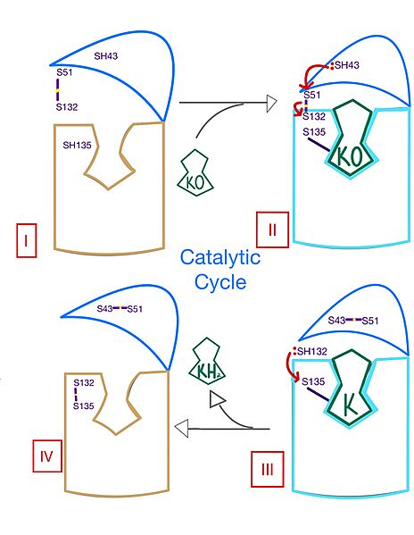 Image:Catalytic Mech-4 (1).jpg
