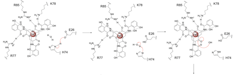 Figure 3. Activation of water as the nucleophile.