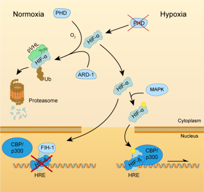 HIF pathway