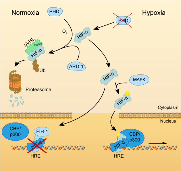 Image:HIF-pathway-GonzaloGarcia-Martin-2020.png