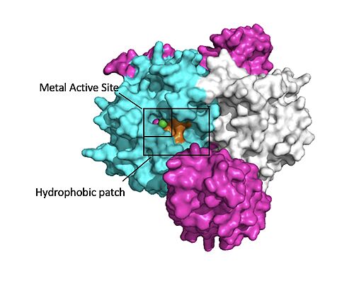 Figure 2:The hydrophobic patch (orange) is shown on PP1C (white) within the SMP complex. The metal active site is shown within the hydrophobic patch with the ions shown as spheres.7UPI</div></font>
