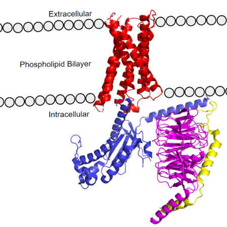 Figure 1. MRGPRX2 as it sits within the cellular membrane. Phospholipid bilayer is represented by grey dots, with labeled cellular locations
