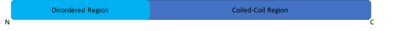 Image:Stathmin seq.png