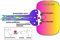Cholinergic Synapse