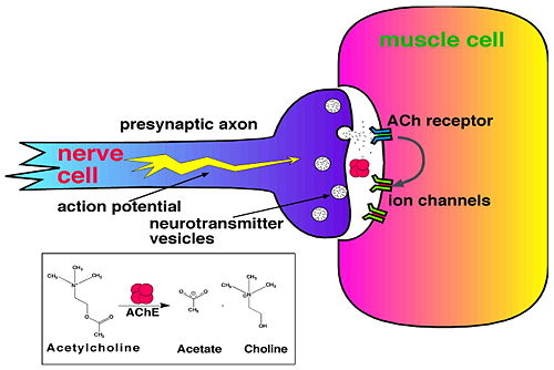 Cholinergic Synapse