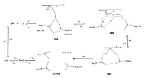 Catalytic mechanism of BACE1    Toulokhonova et al. (2003) J. Biol. Chem. 278 (7): 4582–4589.
