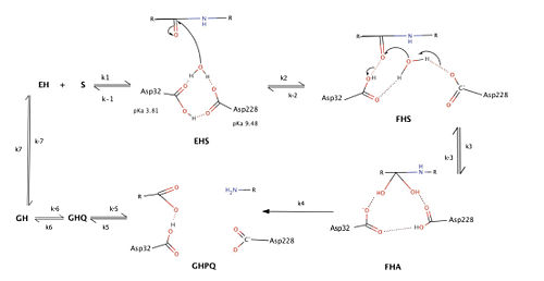 Catalytic mechanism of BACE1    Toulokhonova et al. (2003) J. Biol. Chem. 278 (7): 4582–4589.