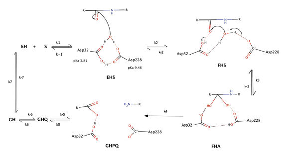 Catalytic mechanism of BACE1    Modified from Toulokhonova et al. (2003) J. Biol. Chem. 278 (7): 4582–4589.