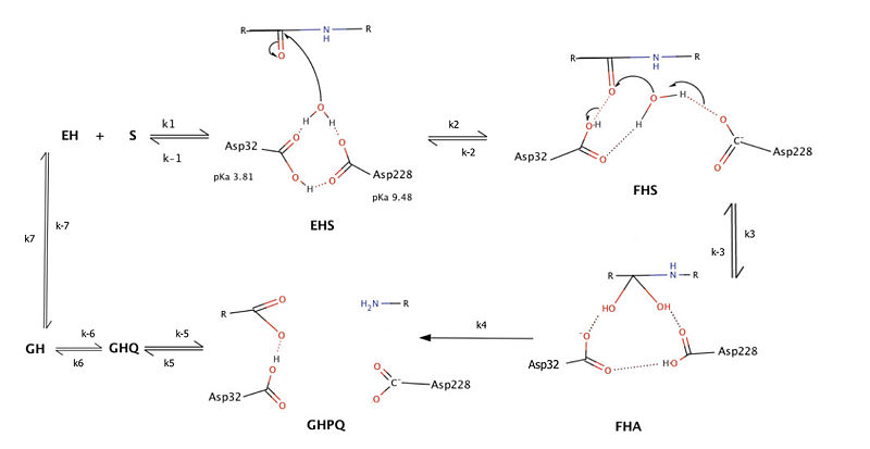 Image:APPcleavingMechanism.jpg