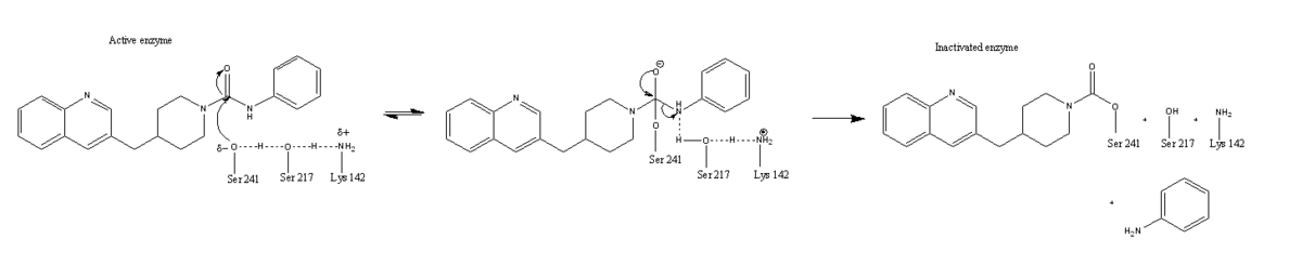 Catalytic Triad