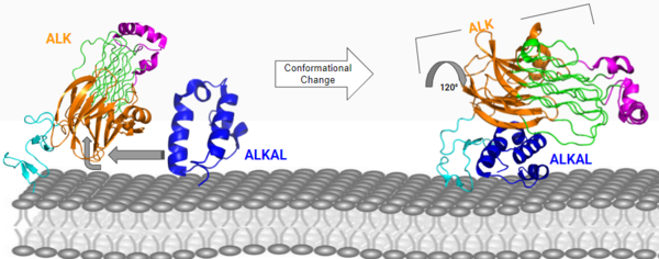 Figure 2: ALK-ALKAL complex, showing the conformation change of ALK from the binding of ALKAL. PDB: 7N00