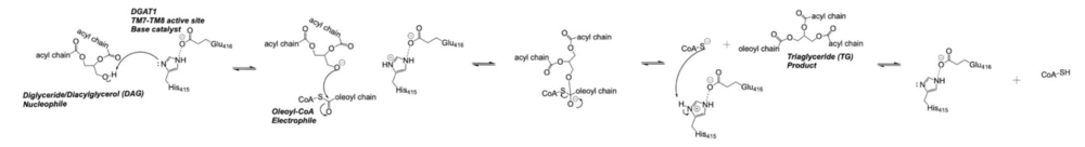 Figure 2: DGAT Mechanism