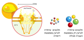 מעבר חלבונים דרך נקבוביות שבקרום הגרעין