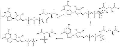 Figure 1: The catalytic glutamine stabilizes the nucleophilic water.