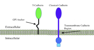 T-Cadherin vs Classical cadherin membrane interactions