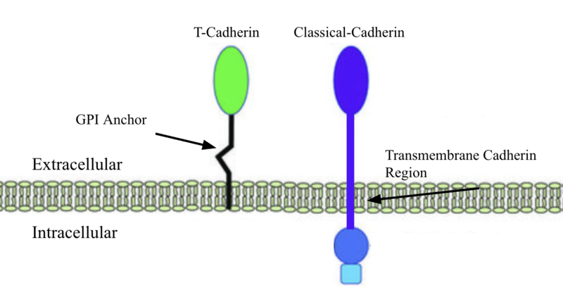 Image:T-Cadherin vs Classical cadherin.png