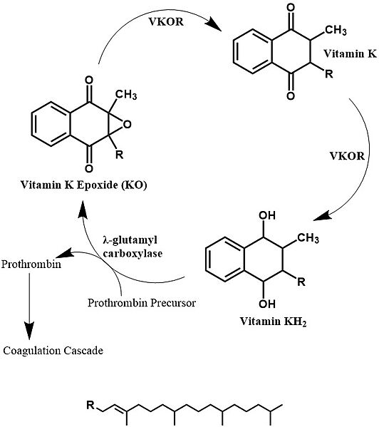 Image:Vitamin k cycle 3.jpg