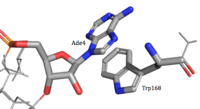 Figure 4:Trp168 "stacking" onto Ade4 through Van Der Waals interactions.