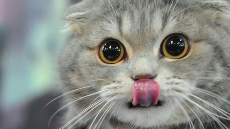 Image:Gato-1024x576.jpg