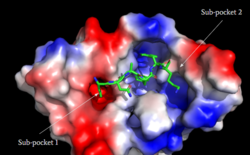 Figure 1: Binding pocket of MRGPRX2 with Cortistatin. Two different binding pockets are present in MRGPRX2 and cortistatin interacts with both of them. 