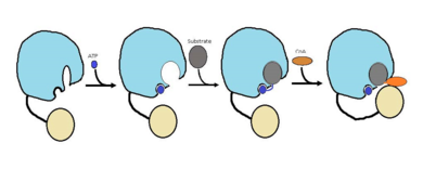 Figure 1 shows the general outline of the binding of ATP and acyl substrates to an ACSVL enzyme. This is the accepted mechanism for these types of proteins.