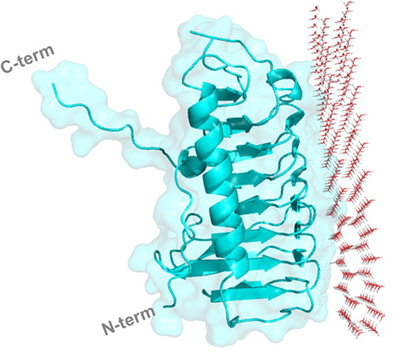 The beta sheet roll motif lines up the amino acid chain such that each turn interacts with a unit cell of the water ice crystal