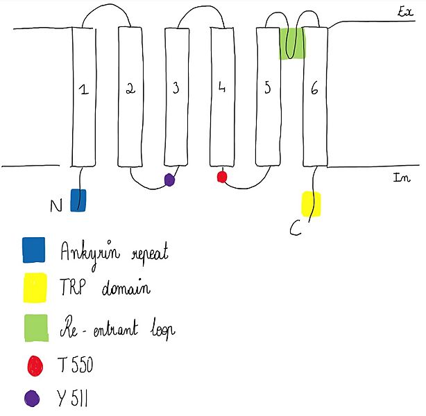 Image:TRPV1.jpg