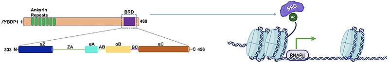 Image:BRD Mechanism.jpg