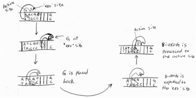 Fig5 A model of damage base searching and recognition [3]