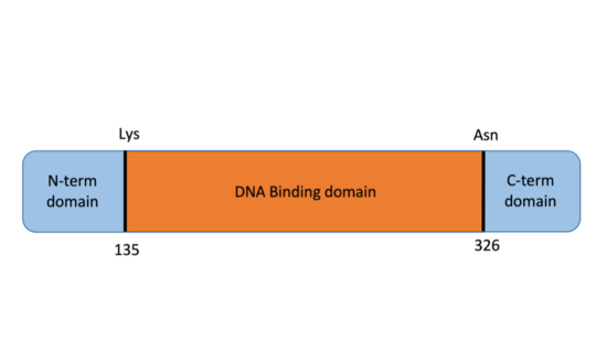 Figure of primary structure of T-bet protein from Mus musculus