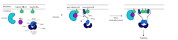 Figure 1: MRAS binding sites with SHOC2, PP1C, and RAF (PDB 7DSO)..