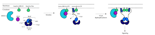 Figure 1: Mechanism of SMP complex formation and activation of RAF..