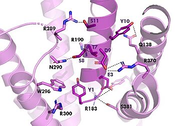 Figure 2. GIPR (pink) and Tirzepatide (dark pink) residue interactions