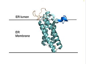 Figure 2. VKOR in Membrane Transmembrane helices are teal. The tan sections are the loops (loop 1, beta hairpin, cap loop, 3-4 loop). The cap helix is light blue and the anchor is dark blue.