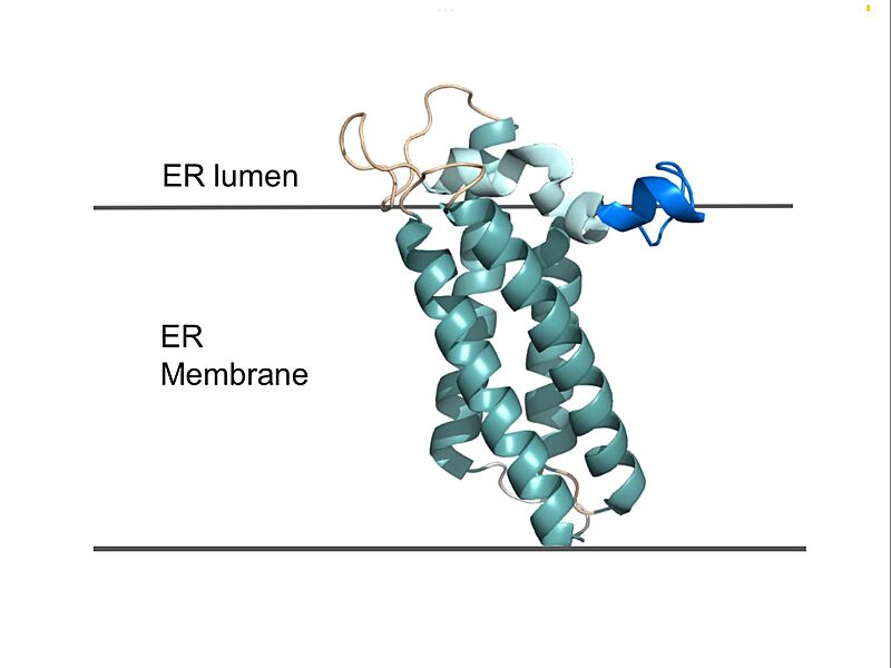 Image:VKOR in membrane.jpg