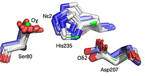 Best fit overlay of the Cɑ positions of SABP2 structures (three structures, light blue carbons) and HbHNL structures (eighteen structures, white carbons) onto the structure of HNL6V (green sticks). The catalytic atoms of the catalytic triad of this α/β-hydrolase fold, in HNL6V (Oɣ of S80, Nε2 of H235, Oδ2 of D207) overlay more closely with the corresponding atoms in the HbHNL structures (S80, H235, A207) than with the corresponding atoms in the SABP2 structures (S81, H238, D210). .