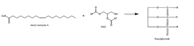 Figure 1: Reaction of oleoyl-CoA with DAG to produce a triglyceride