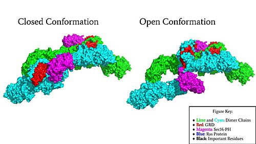 Figure 1: Surface Rendering of Neurofibromin in its Open (7PGT) and Closed (7PGR) Conformation.