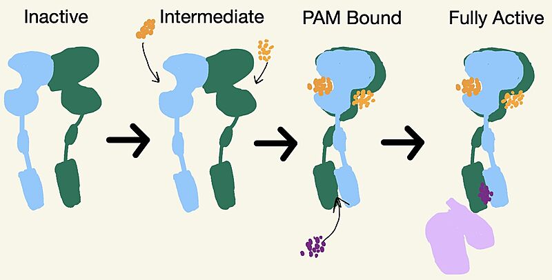 Image:Schematic of mGlu2.jpg