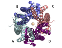 Symmetry and organization of subunits from looking down into the uniporter from the inner mitochondrial membrane