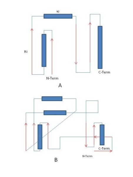 Image:Thioredoxin fold.jpg