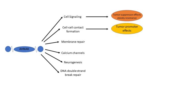 Figure 2. A visual representation of many of AHNAK's functions and how those functions relate to disease. Modified from [1]