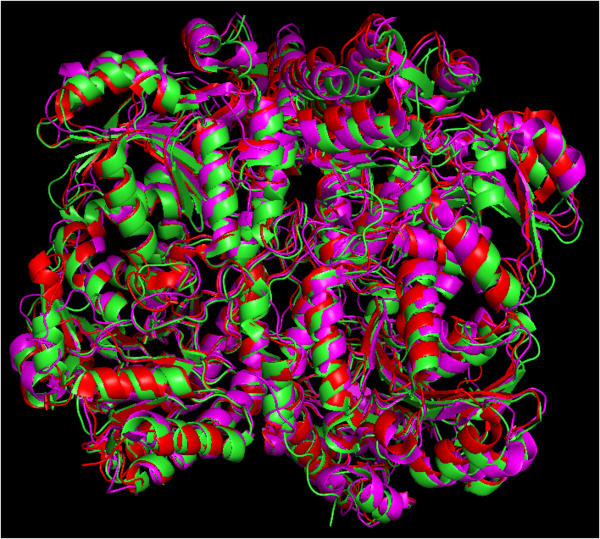 Alignment of the structures of cystathionine gamma-lyase protein from Homo sapiens (green), Pseudomonas aeruginosa (red) and Saccharomyces cerevisiae (purple). Structures aligned vy WinCoot and image generated by PyMOL.
