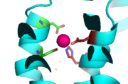 Binding Site A showing TM2 domain (left) and TM5 domain (right). The Asp45 and Asp49 as well as the His153 and Asp157 are the coordination residues in the acitve site.