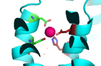 Figure 4. Binding Site A showing TM2 domain (left) and TM5 domain (right). The Asp45 and Asp49 as well as the His153 and Asp157 are the coordination residues in the acitve site