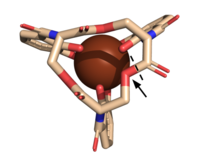 Figure 2. The scissile bond of ferric enterobactin is denoted by a dotted line, and the electrophile is indicated by the arrow.