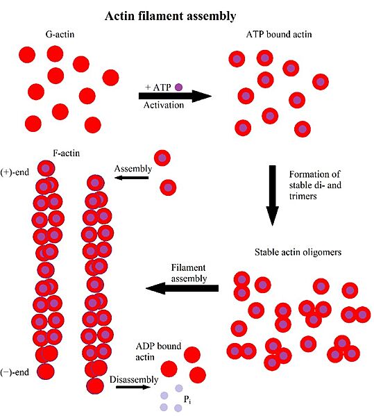 Image:Scheme-of-actin-filament-formation-First-G-actin-binds-to-ATP-Afterwards-it-forms.jpg
