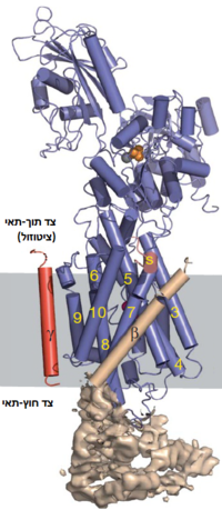 תצוגת החלבון המלא מעוגן בממברנת התא (צבע כחול - תת-יחידת אלפא, 10 סלילי-אלפא חוצי-ממברנה ממוספרים. צבע חול - תת-יחידה בטא. צבע אדום - תת-יחידה גמא )