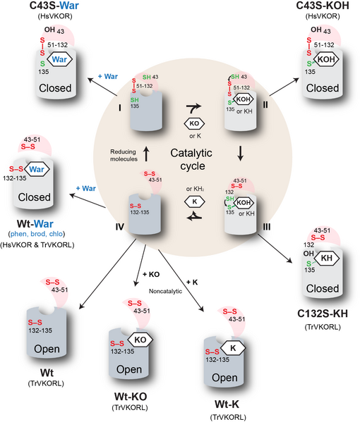 Image:Vkor cat cycle.png