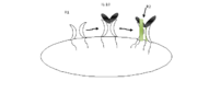 Figure 2. Sequential assembly of the ternary complex